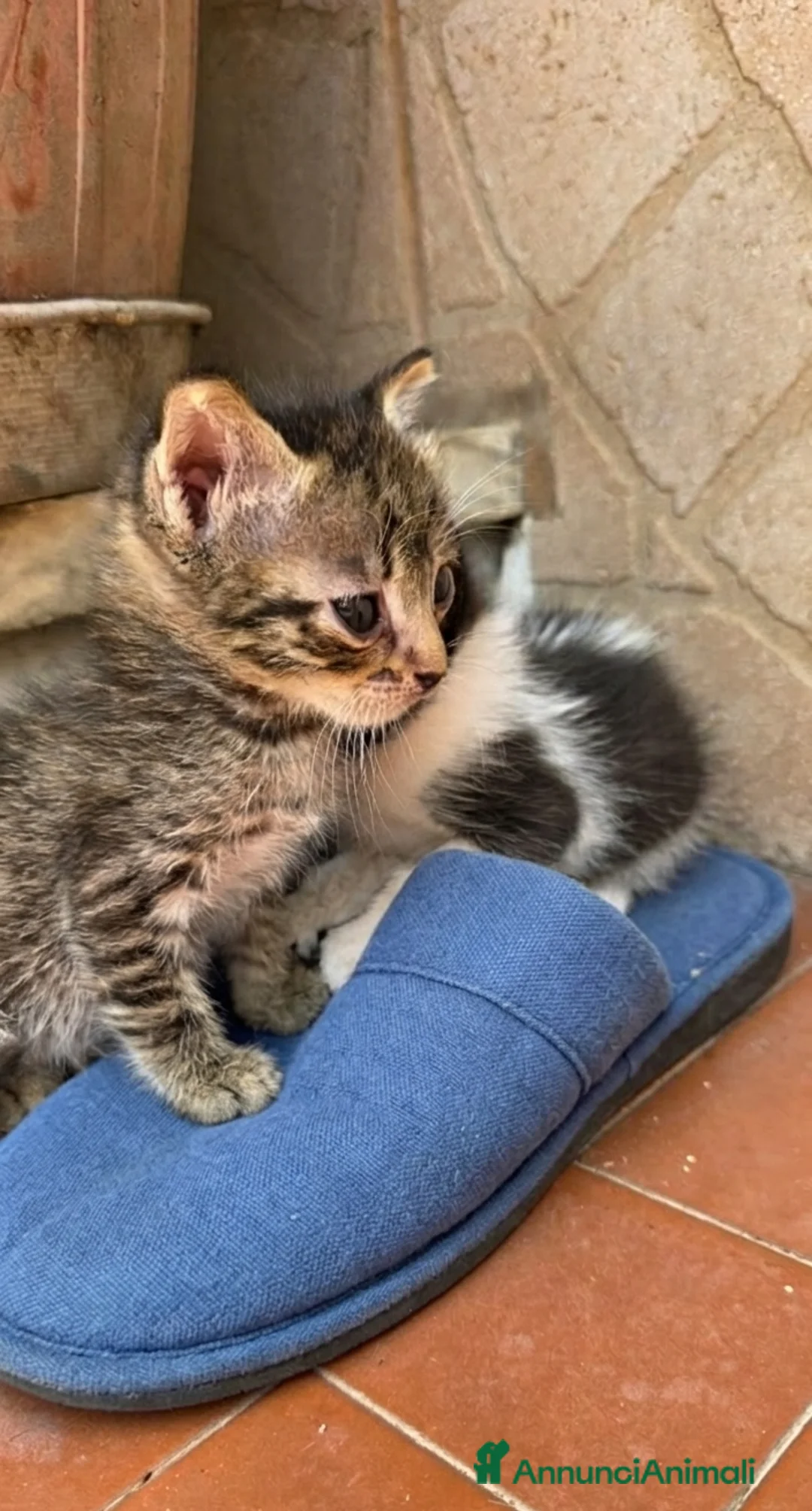 Meticcio gatti in regalo: Coppia di coccole cerca casa  - Annuncio 1