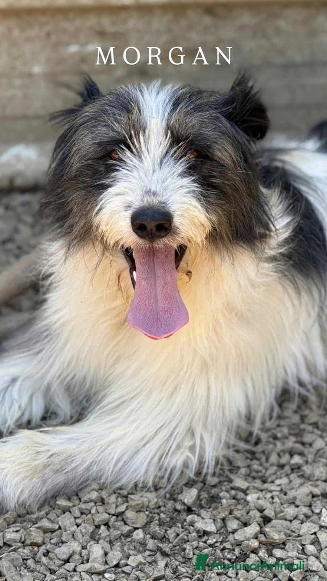 Meticcio cani in regalo: MORGAN, buffissimo cagnolone tutto pelo! - Annuncio 1