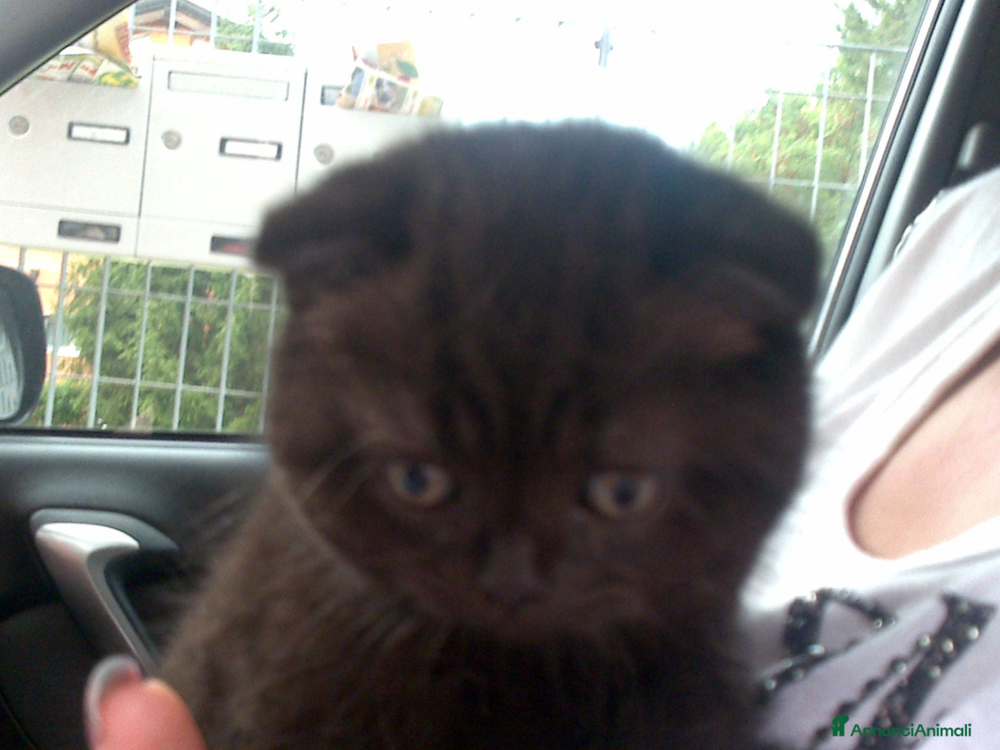 Scottish gatti SCOTTISH FOLD E STRAIGHT - Annuncio 2
