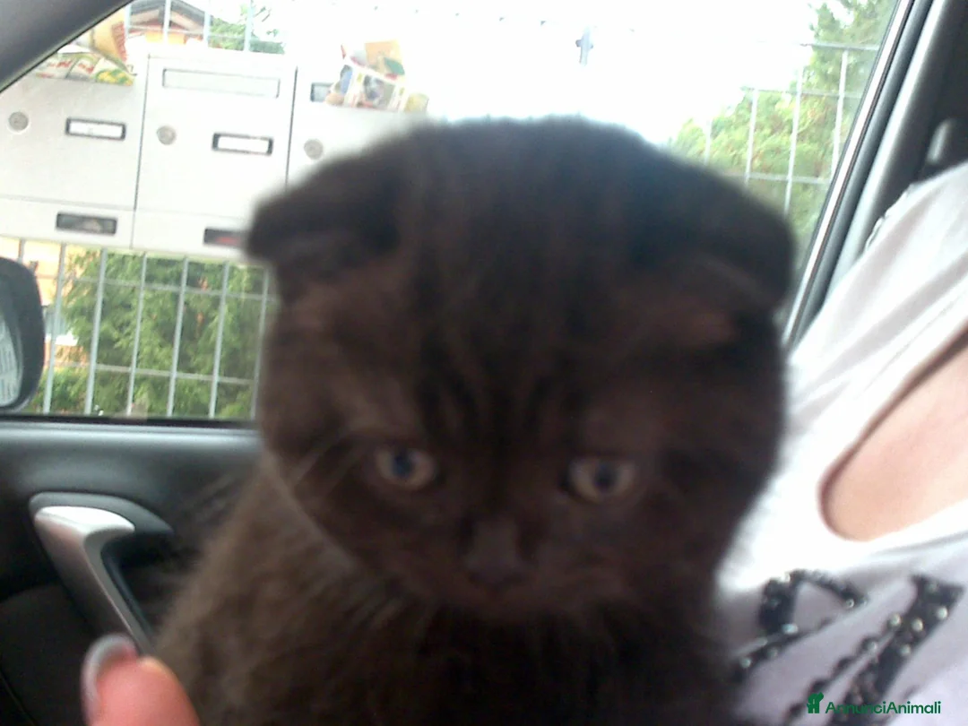 Scottish gatti in vendita: SCOTTISH FOLD E STRAIGHT a Provincia di Treviso - Annuncio 2
