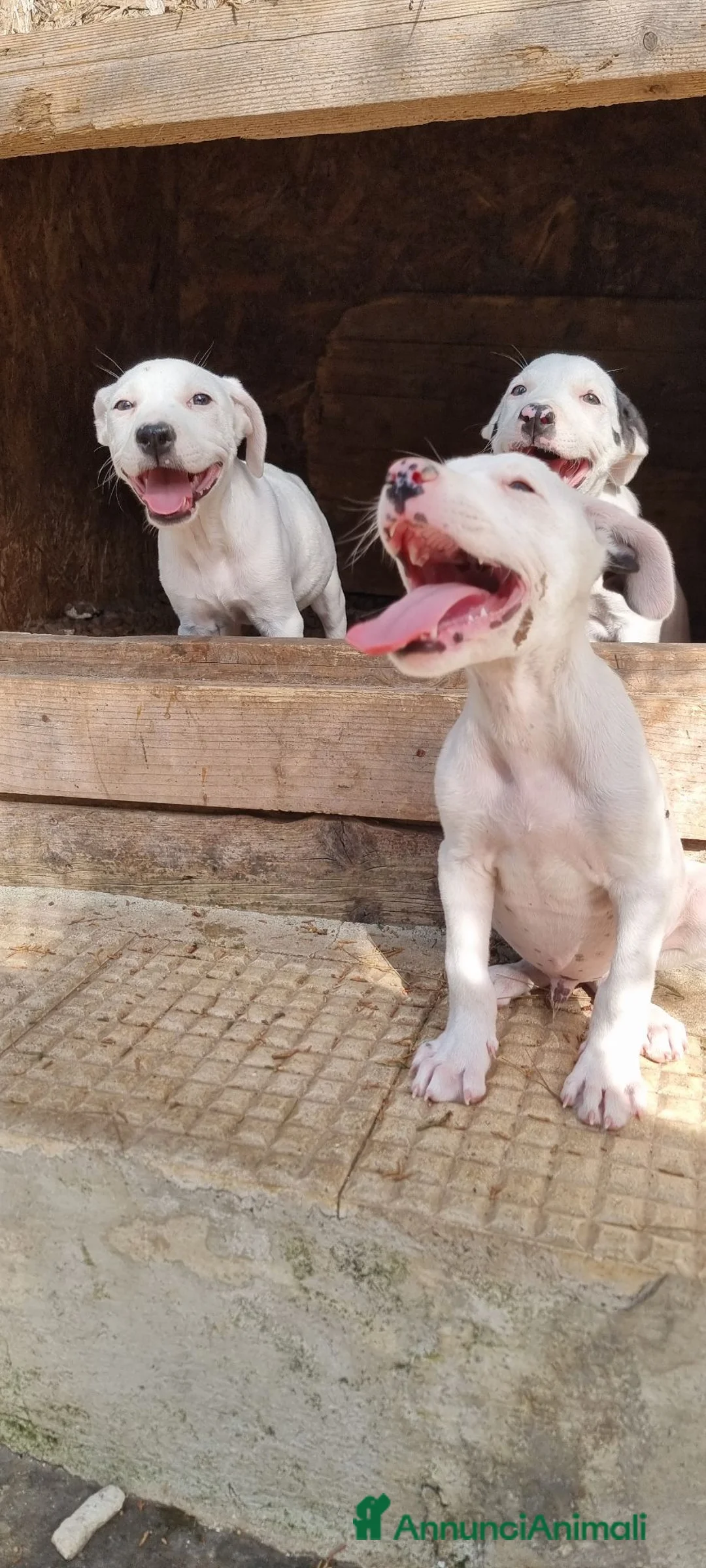 American Staffordshire cani in vendita: Allevamento American Staffordshire Terrier Puglia  - Annuncio 2