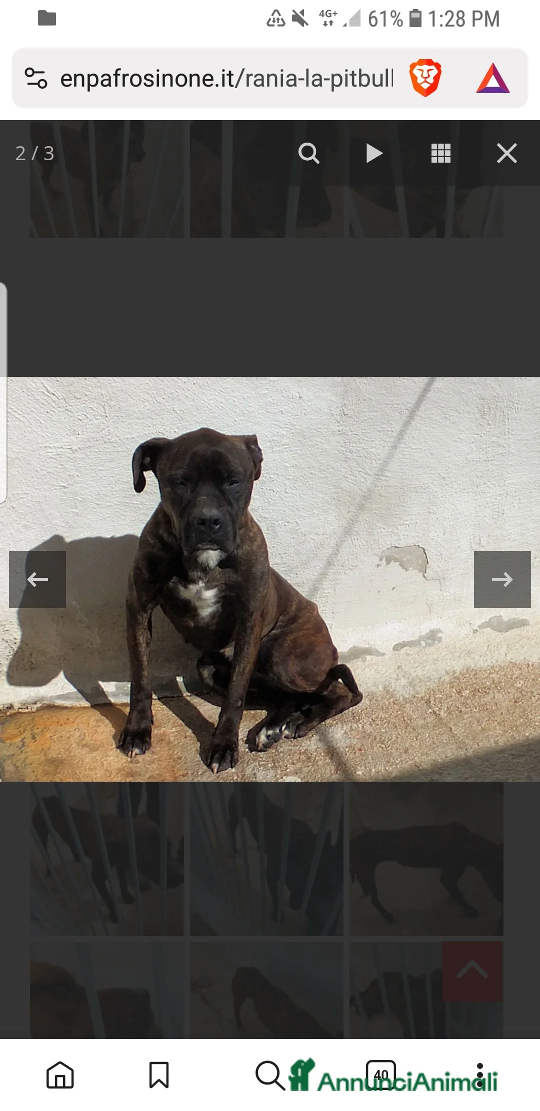 Pitbull cani in regalo: ADOZ.DEL CUORE: soffre la reclusione: sfruttata!!! - Annuncio 6