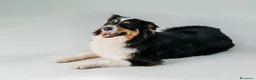 Australian Shepherd cani in vendita: Cuccioli Australian Shepherd / Pastore Australiano - Annuncio 18