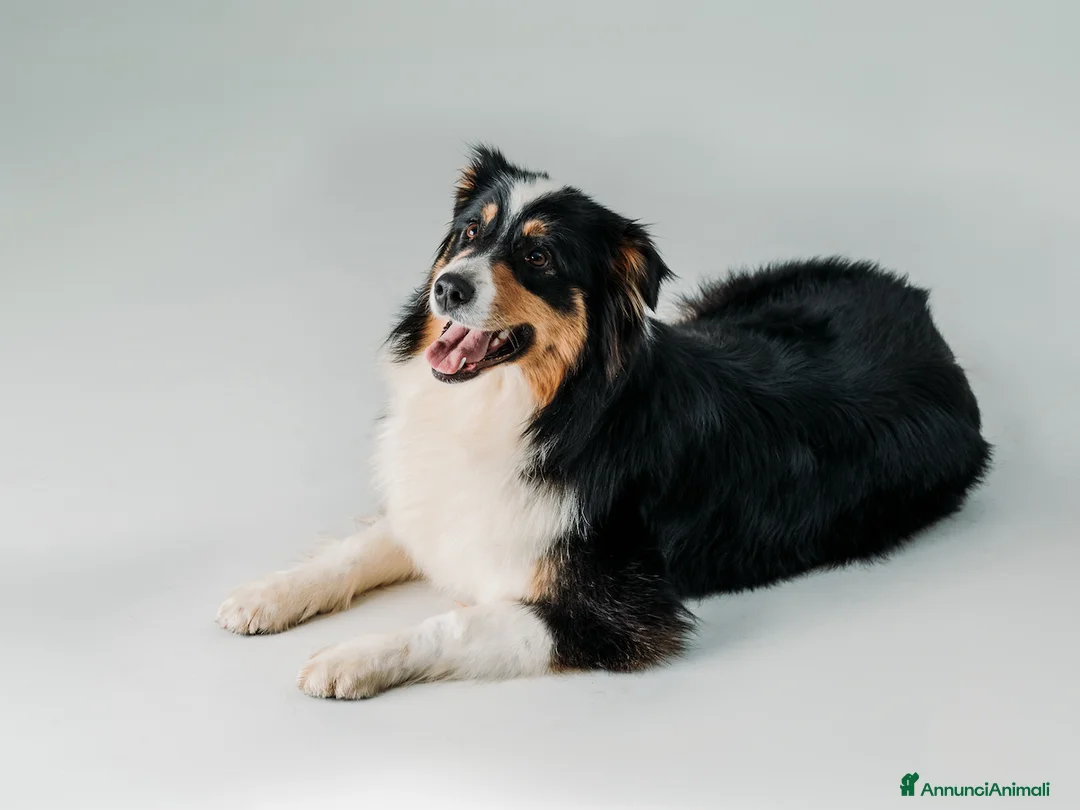 Australian Shepherd cani in vendita: Cuccioli Australian Shepherd / Pastore Australiano - Annuncio 18