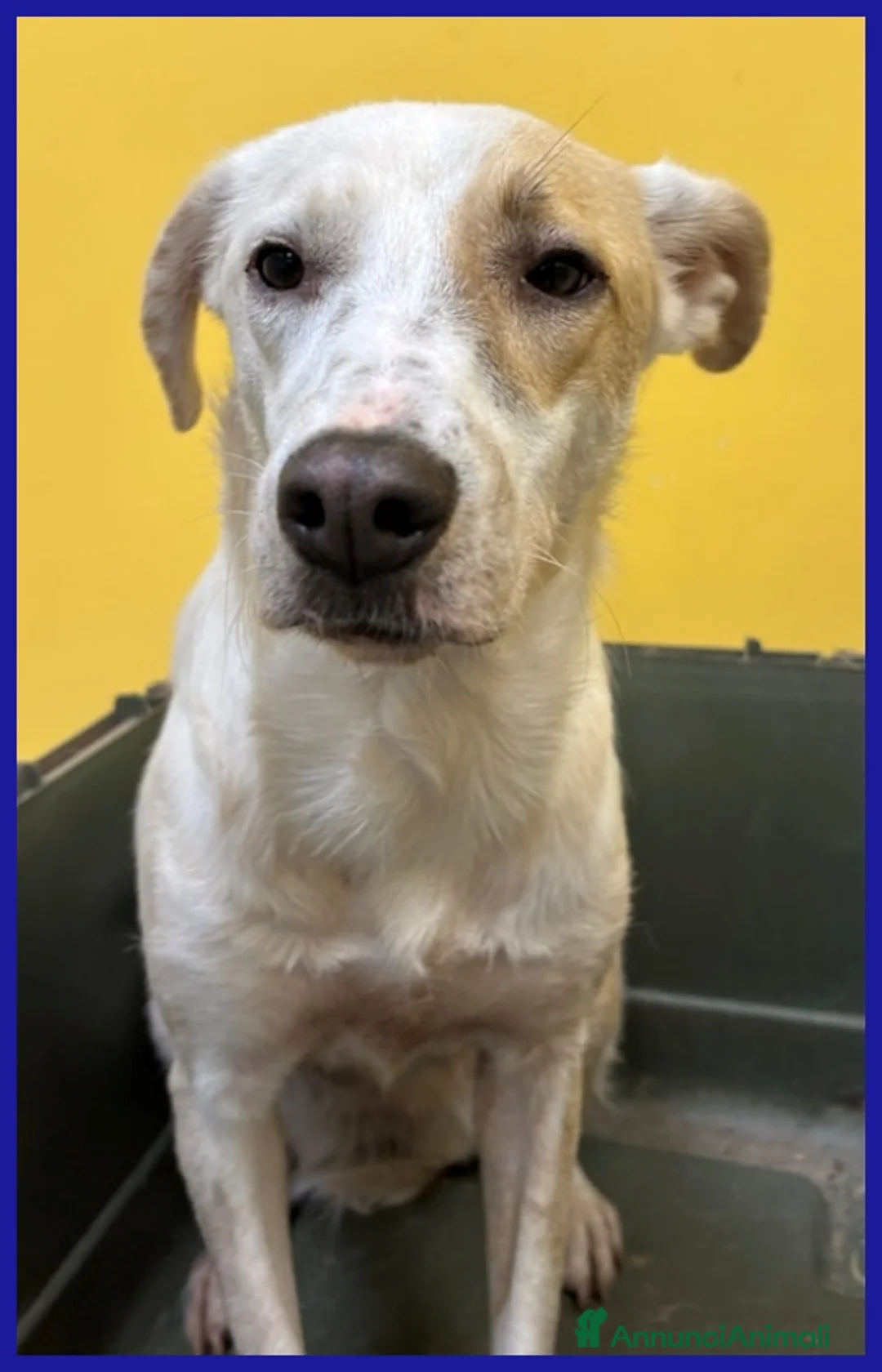 Meticcio cani in regalo: CALU' TENERA CAGNOLINA 2 ANNI,SALVATA DALLA GABBIA - Annuncio 13