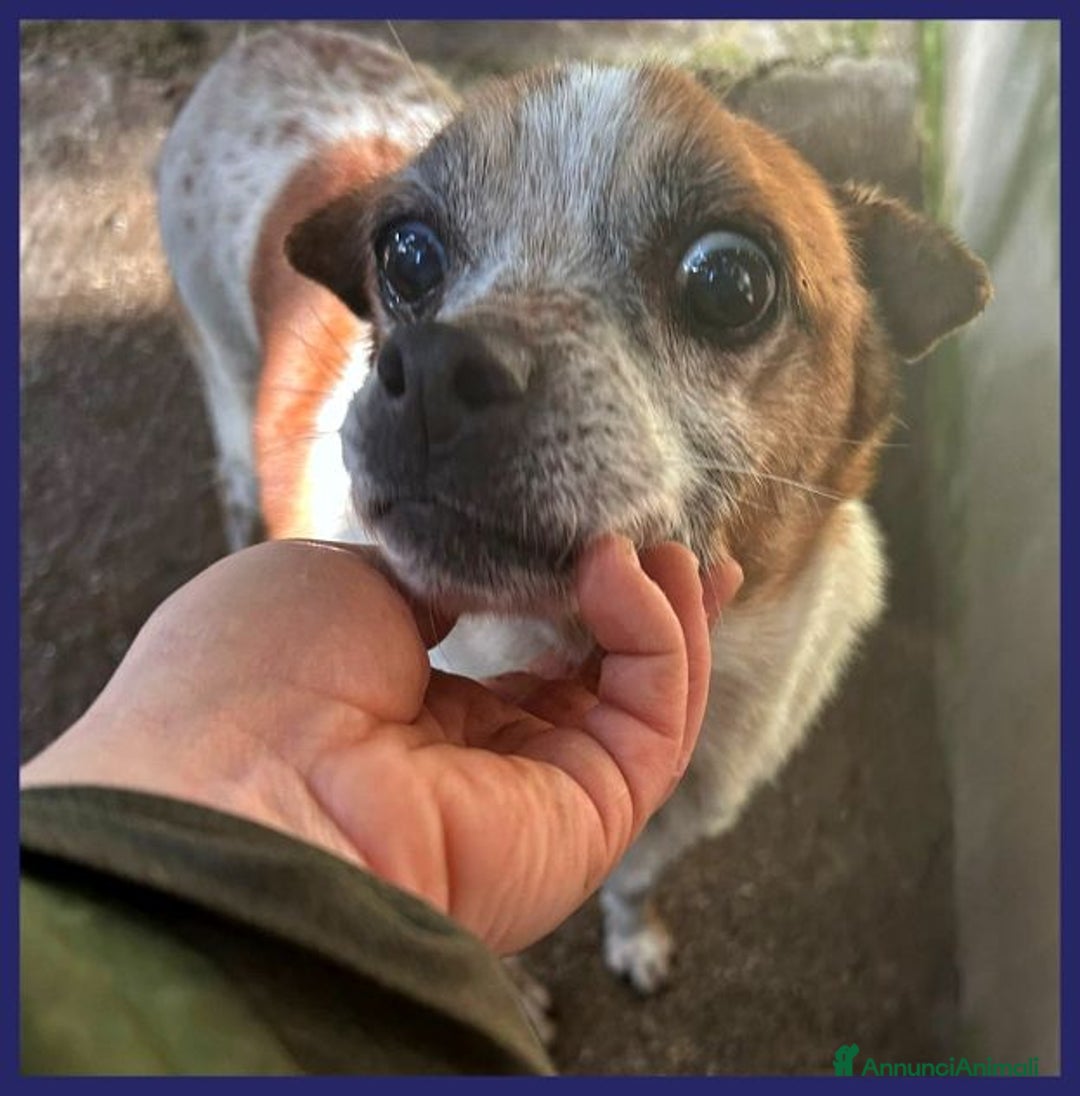 Meticcio cani in regalo: LILLO 8-9anni adorabile piccoletto! - Annuncio 5