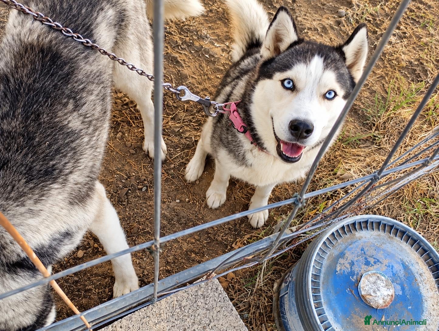 Husky cani in regalo: Alaska, husky giovane!  - Annuncio 1