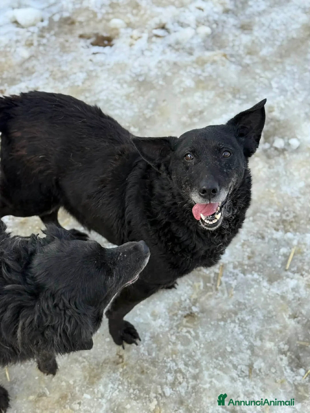 Meticcio cani in regalo: KEOPE, dolcezza infinita ma invisibile. - Annuncio 7