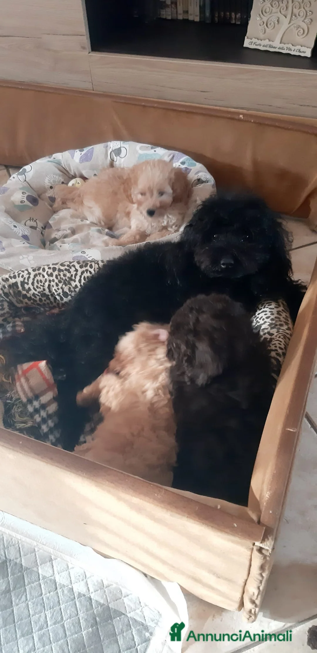 Barboncino Toy cani in vendita: Vendo barboncini toy - Annuncio 2