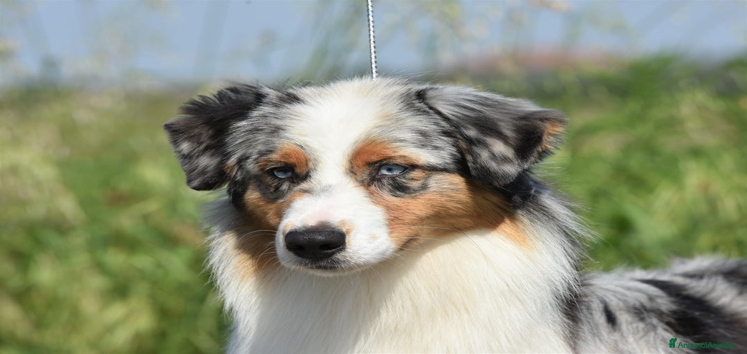 Immagine della galleria {{count}}