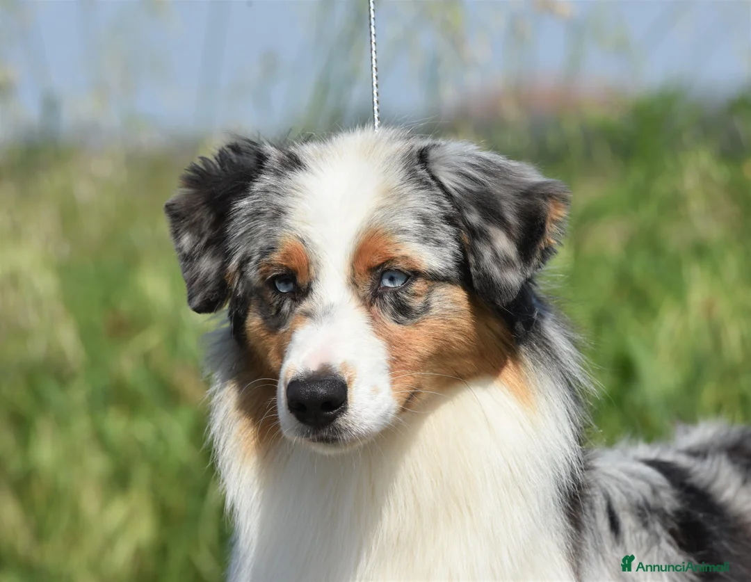 Immagine della galleria {{count}}