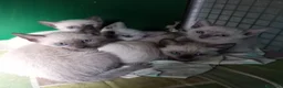 Thai gatti in vendita: Stupendi Thai - Annuncio 11