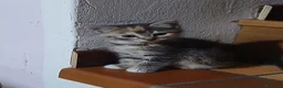 Meticcio gatti in regalo: Regalo gattini  - Annuncio 4
