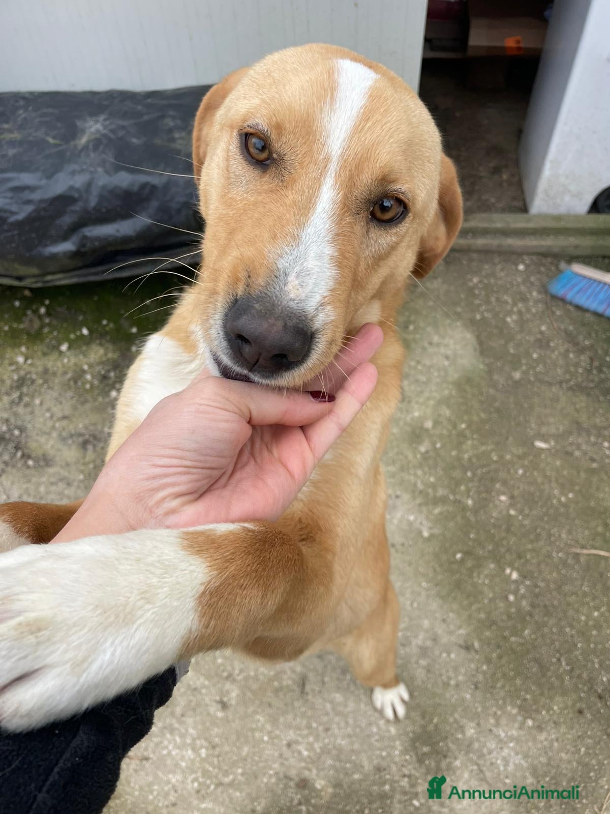 Meticcio cani ADOTTA OLIVER a Città metropolitana di Milano - Annuncio 20