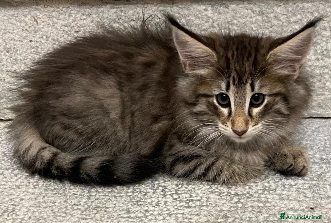 Norvegese gatti in vendita: CUCCIOLI GATTO NORVEGESE DELLE FORESTE - Annuncio 9
