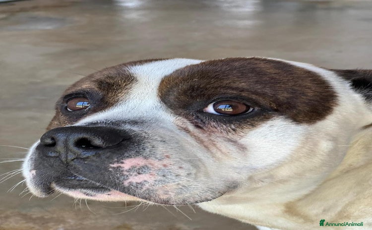 Altre razze cani - Annuncio 4