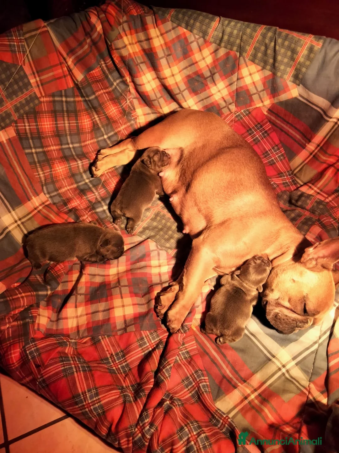 Bulldog Francese cani in vendita: Bulldog francese a Provincia di Salerno - Annuncio 6