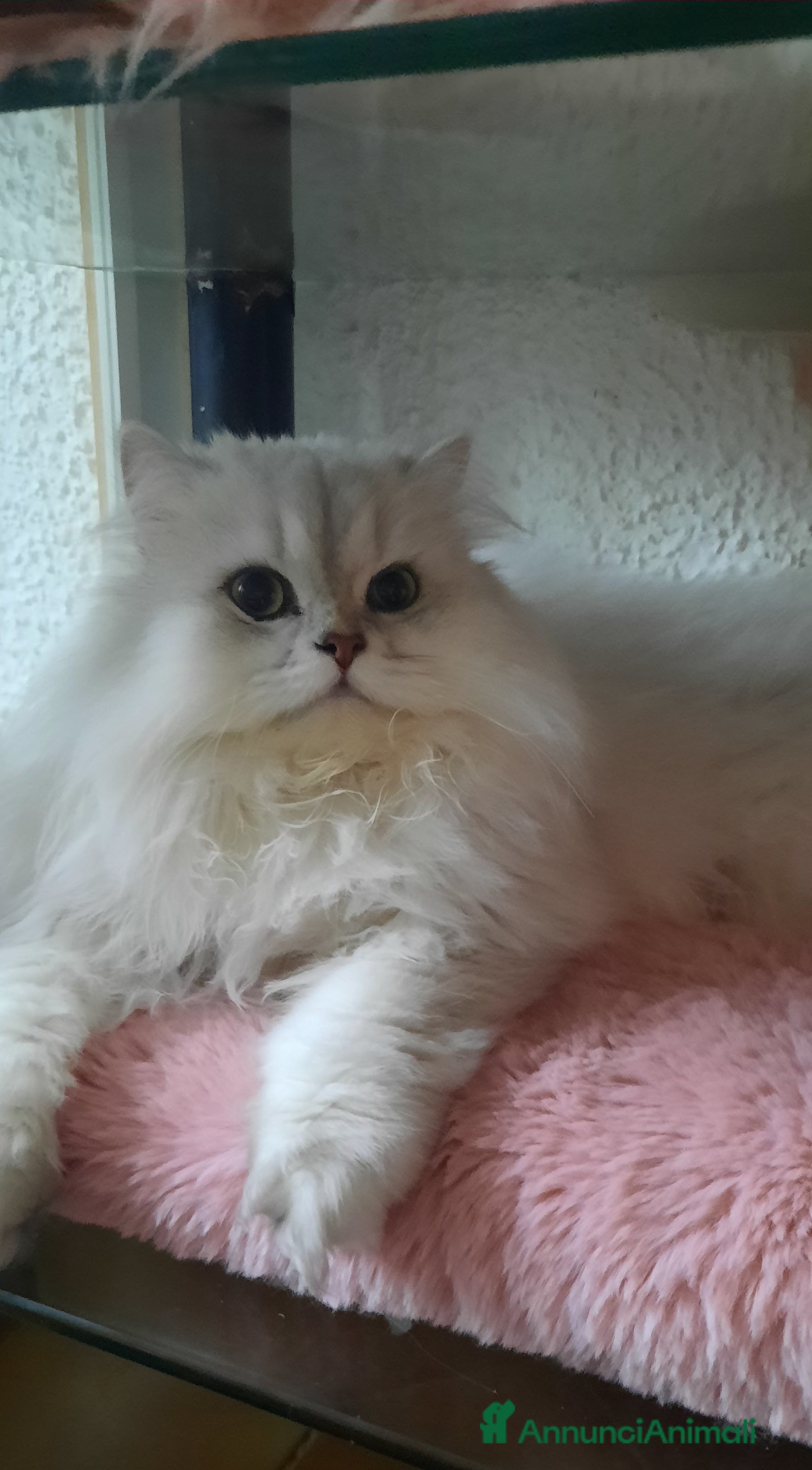 British gatti Cucciolo British longhair  - Annuncio 8