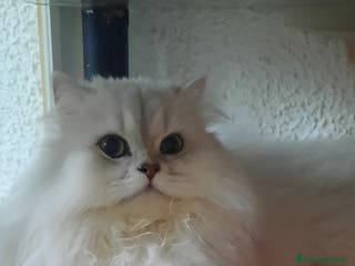 British gatti Cucciolo British longhair con pedigree. - Annuncio 18