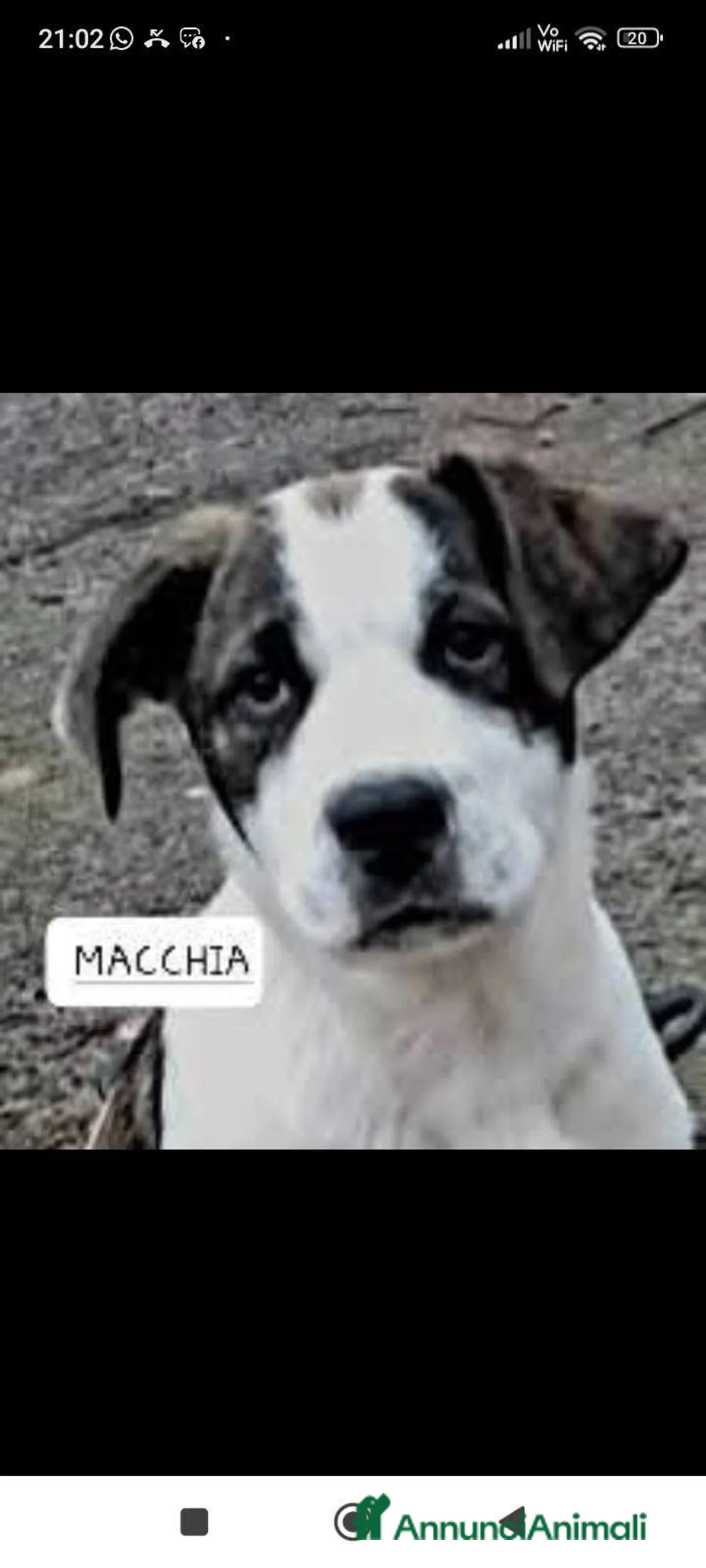 Cane di Mannara cani in regalo: Macchia cucciolo meraviglioso  - Annuncio 3