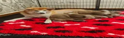 Akita Inu cani in vendita: Cuccioli di Akita da allevamento ENCI - Annuncio 2