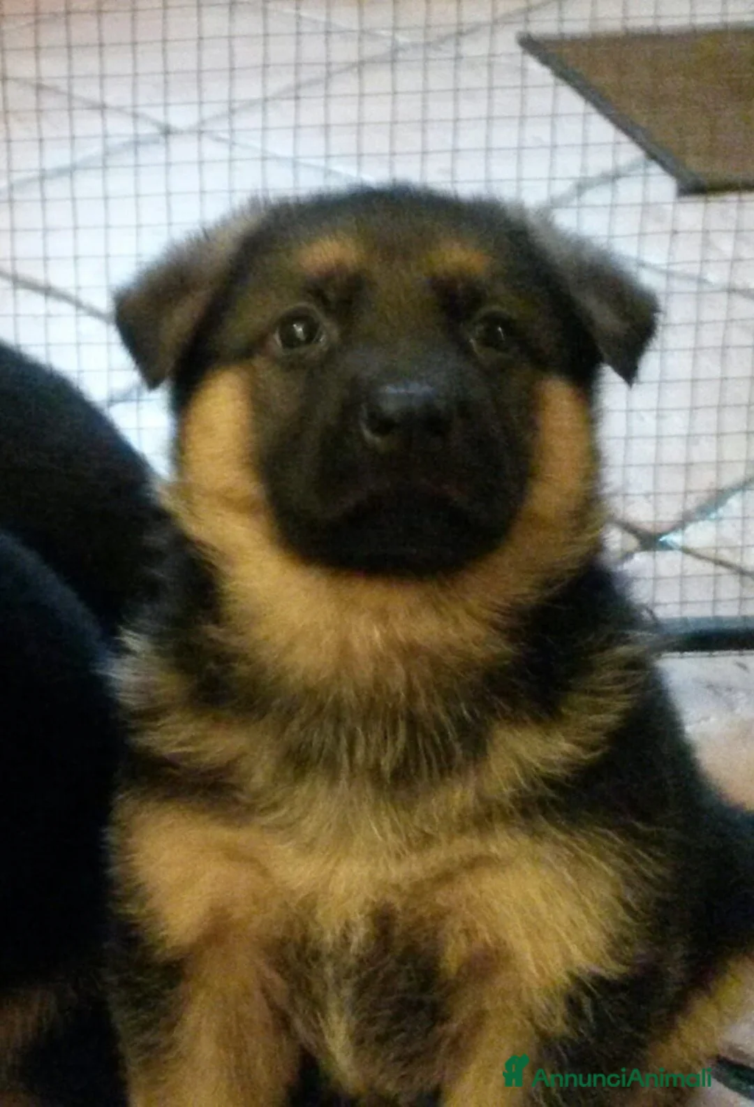 Pastore Tedesco cani in vendita: Cuccioli pastore tedesco  a Provincia di Vercelli - Annuncio 1