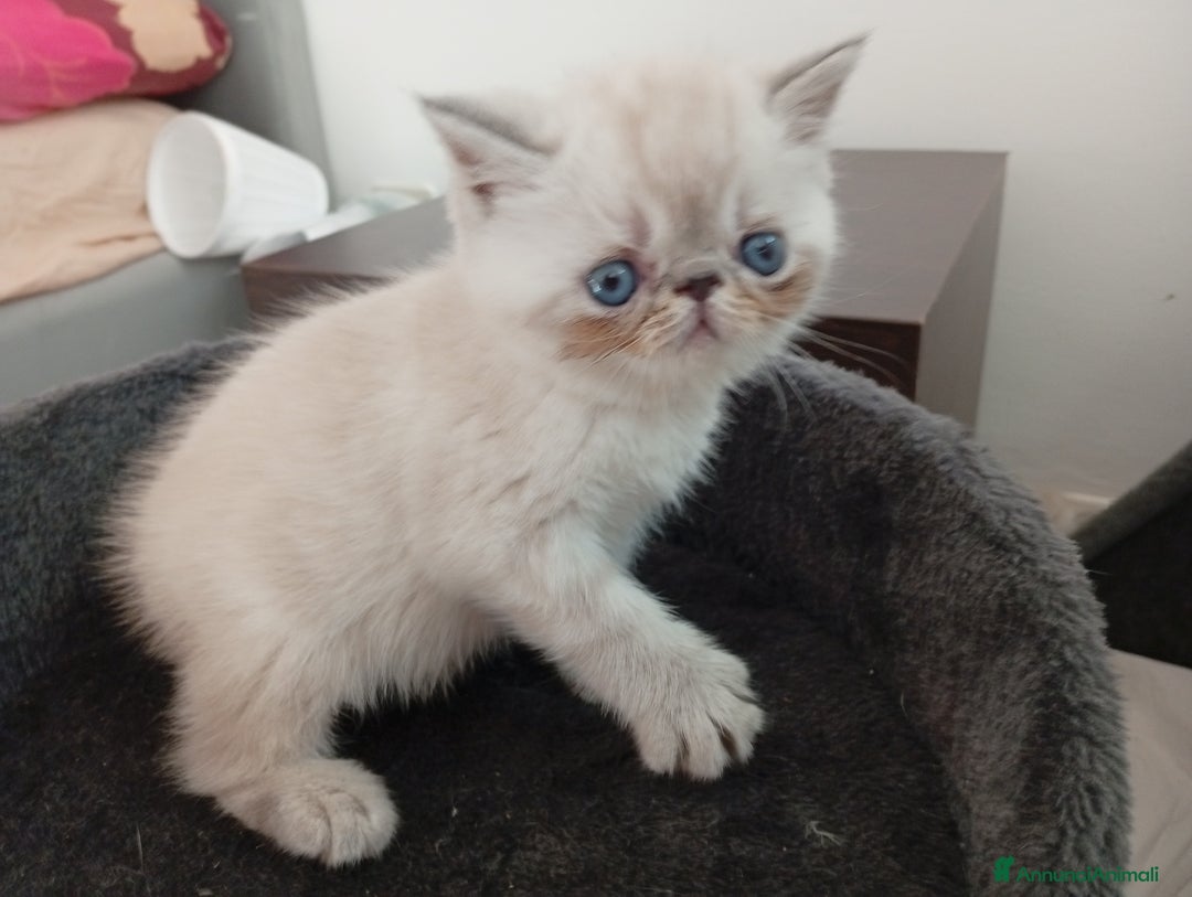 Exotic Shorthair gatti in vendita: Exotic Shorthair  - Annuncio 3