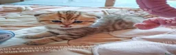 Scottish gatti in vendita: Cuccioli Scottish Fold con Pedigree - Annuncio 5