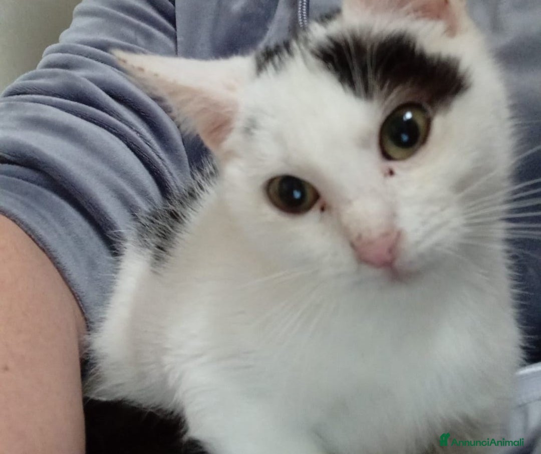 Meticcio gatti in regalo: BIANCO : SUPER COCCOLONE - Annuncio 6