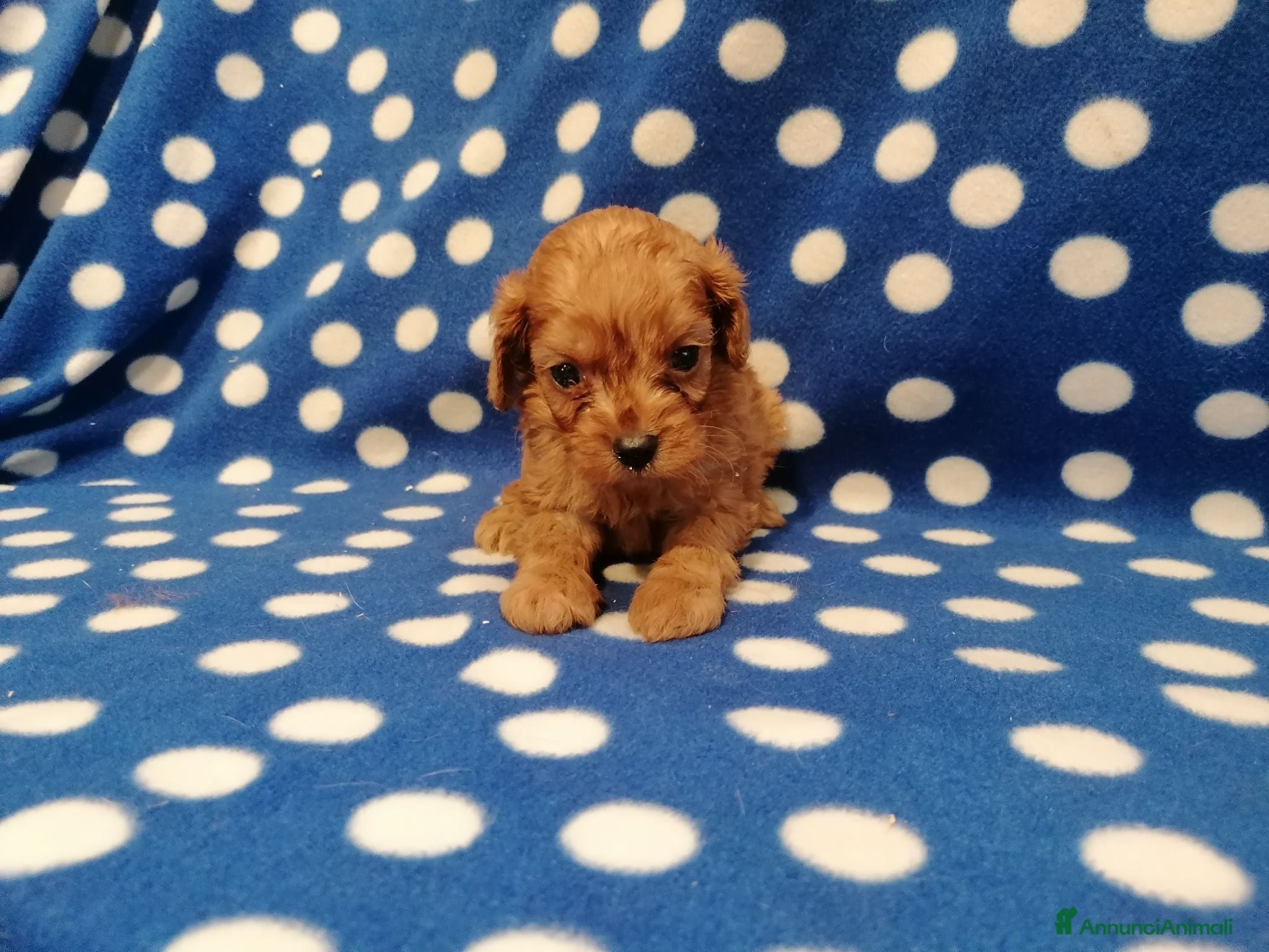 Cavapoo cani Cavapoo cuccioli - Annuncio 5