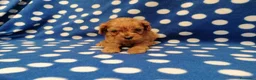 Cavapoo cani in vendita: Cavapoo cuccioli - Annuncio 1