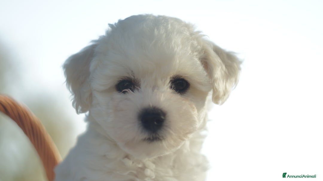 Bichon cani in vendita: Il Miracolo di Natale Ha il Musetto Bagnato! a Provincia del Sud Sardegna - Annuncio 12