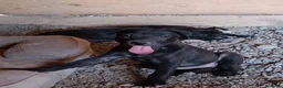 Pitbull cani in regalo: Era e Giunone  - Annuncio 2