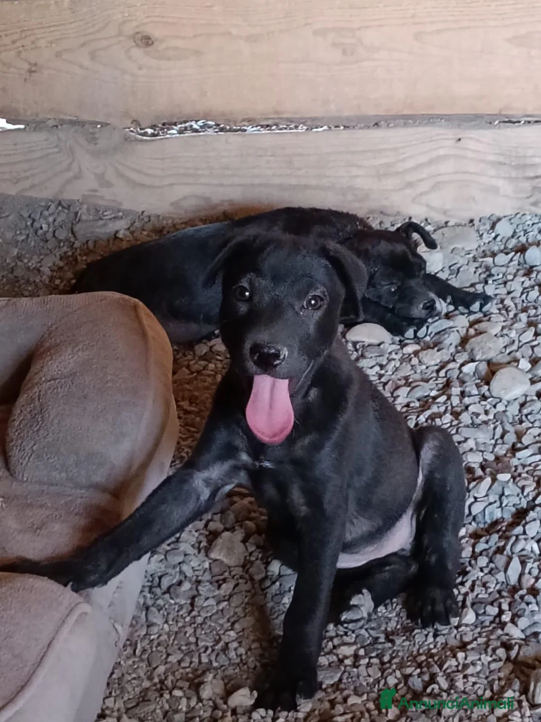 Pitbull cani in regalo: Era e Giunone  - Annuncio 2