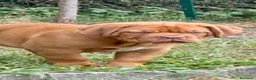 Dogue de Bordeaux cani in vendita: Dogue de Bordeaux CUCCIOLATA STRAORDINARIA  - Annuncio 3