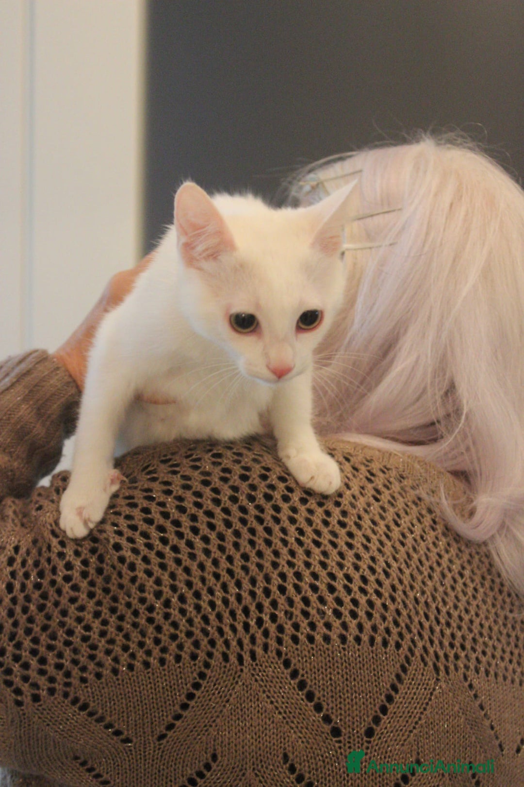 Meticcio gatti in regalo: GATTINI AMOREVOLI - Annuncio 4