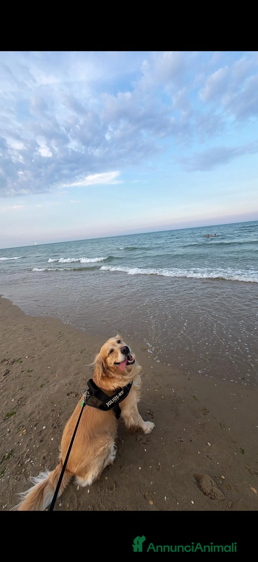 Golden Retriever cani per accoppiamento: Golden Retriever 4 anni per monta – Roma a Città metropolitana di Roma Capitale - Annuncio 2