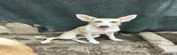 Meticcio cani in regalo: MIA cucciola non voluta.... carina e buona a Città metropolitana di Milano - Annuncio 4