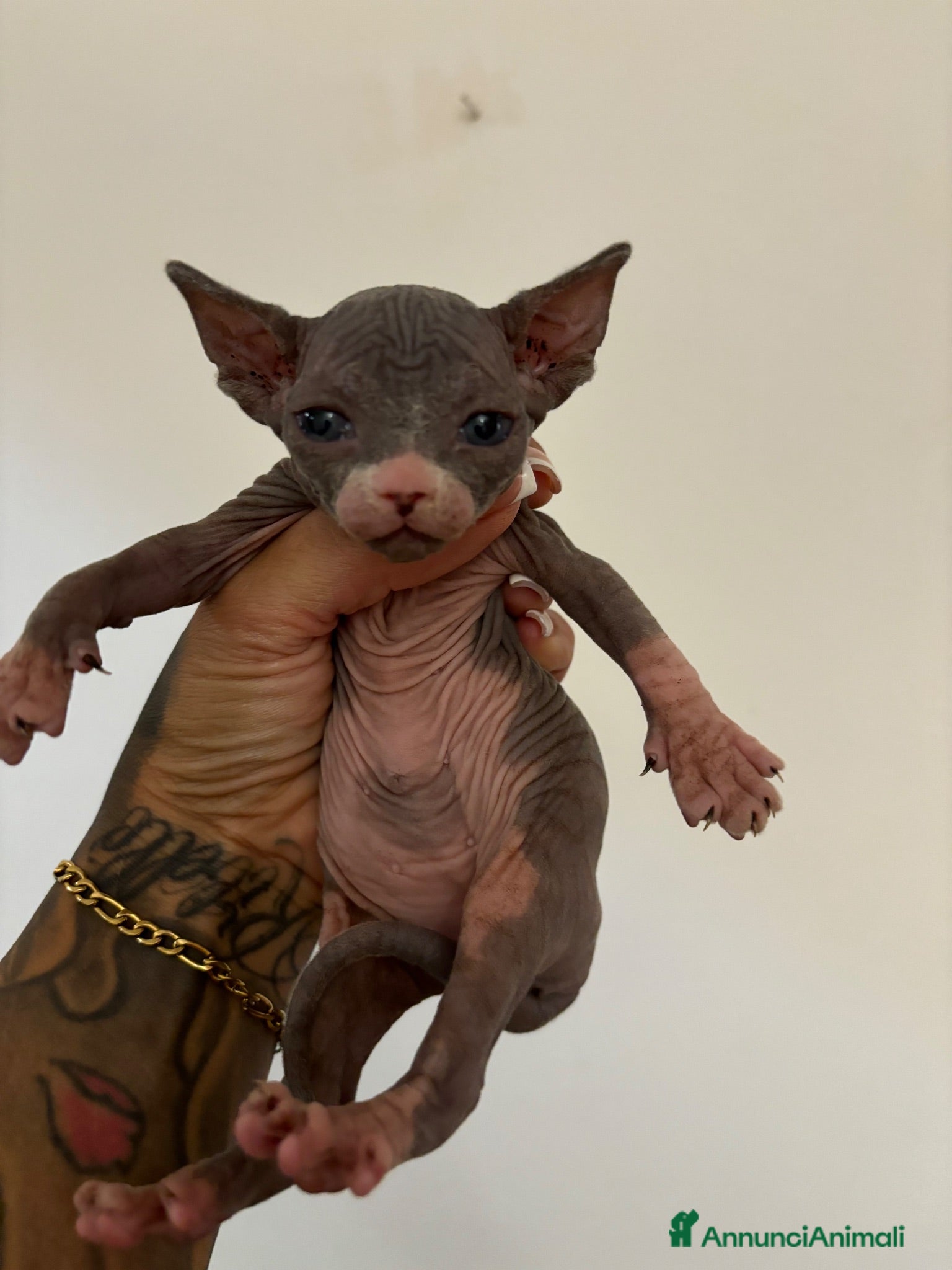 Sphynx gatti Cucciola Canadian Sphynx (possibile consegna)  - Annuncio 35
