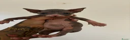 Sphynx gatti in vendita: Cucciola Canadian Sphynx (possibile consegna)  - Annuncio 1