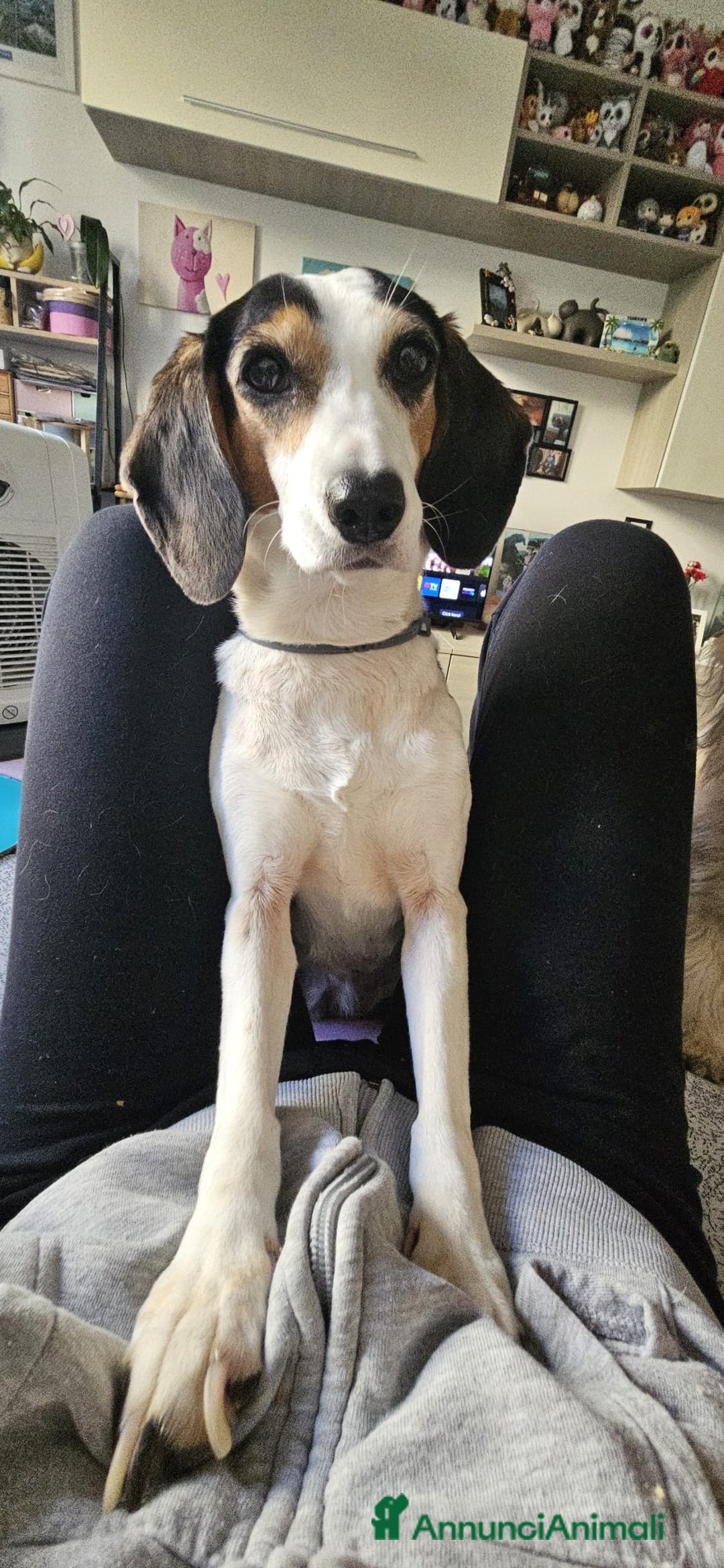 Meticcio cani in regalo: Tanti bellissimi cuccioli da salvare  - Annuncio 12