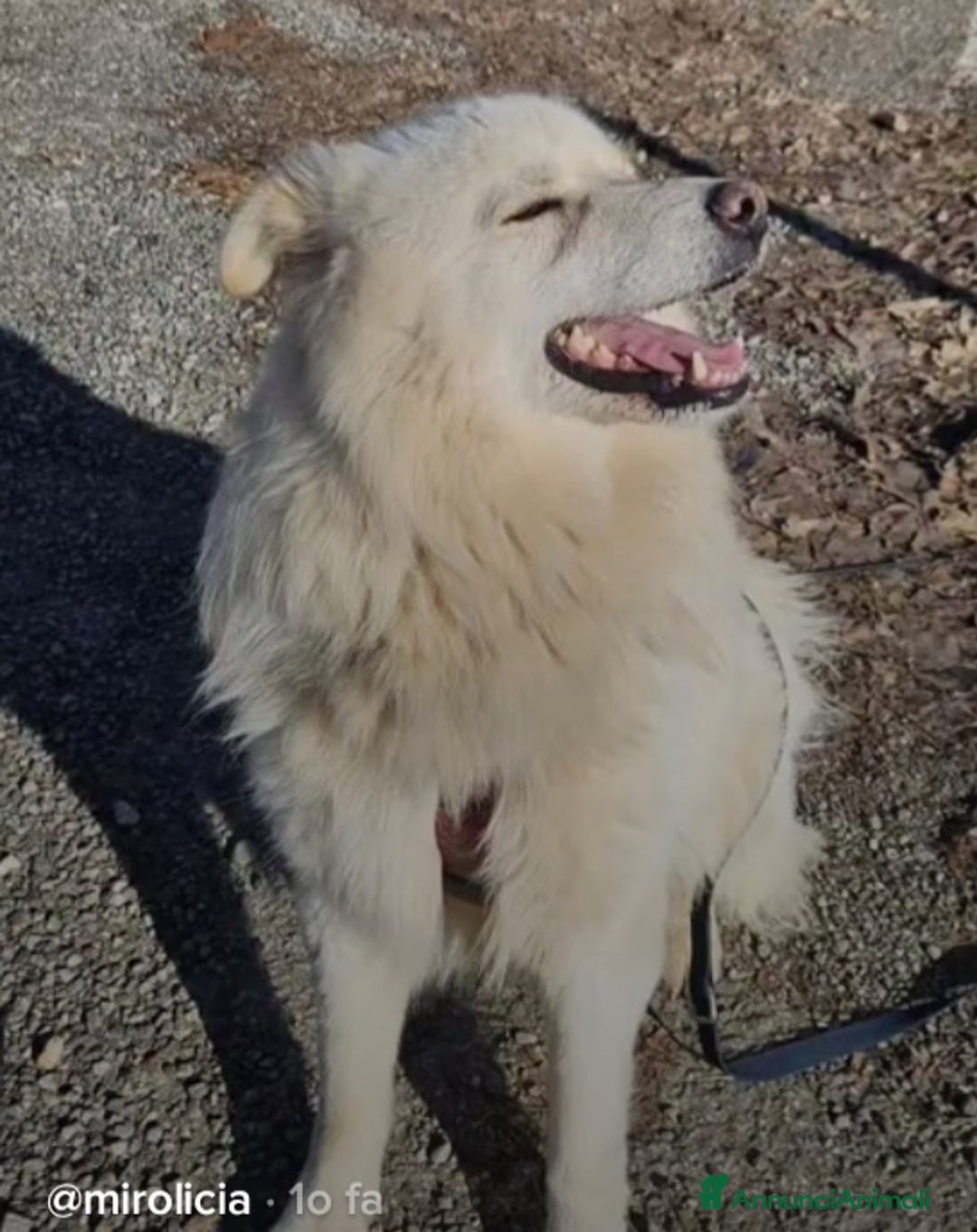 Meticcio cani in regalo: Bubu batuffolone splendido in box da 2anni!NOVARA a Città metropolitana di Milano - Annuncio 6