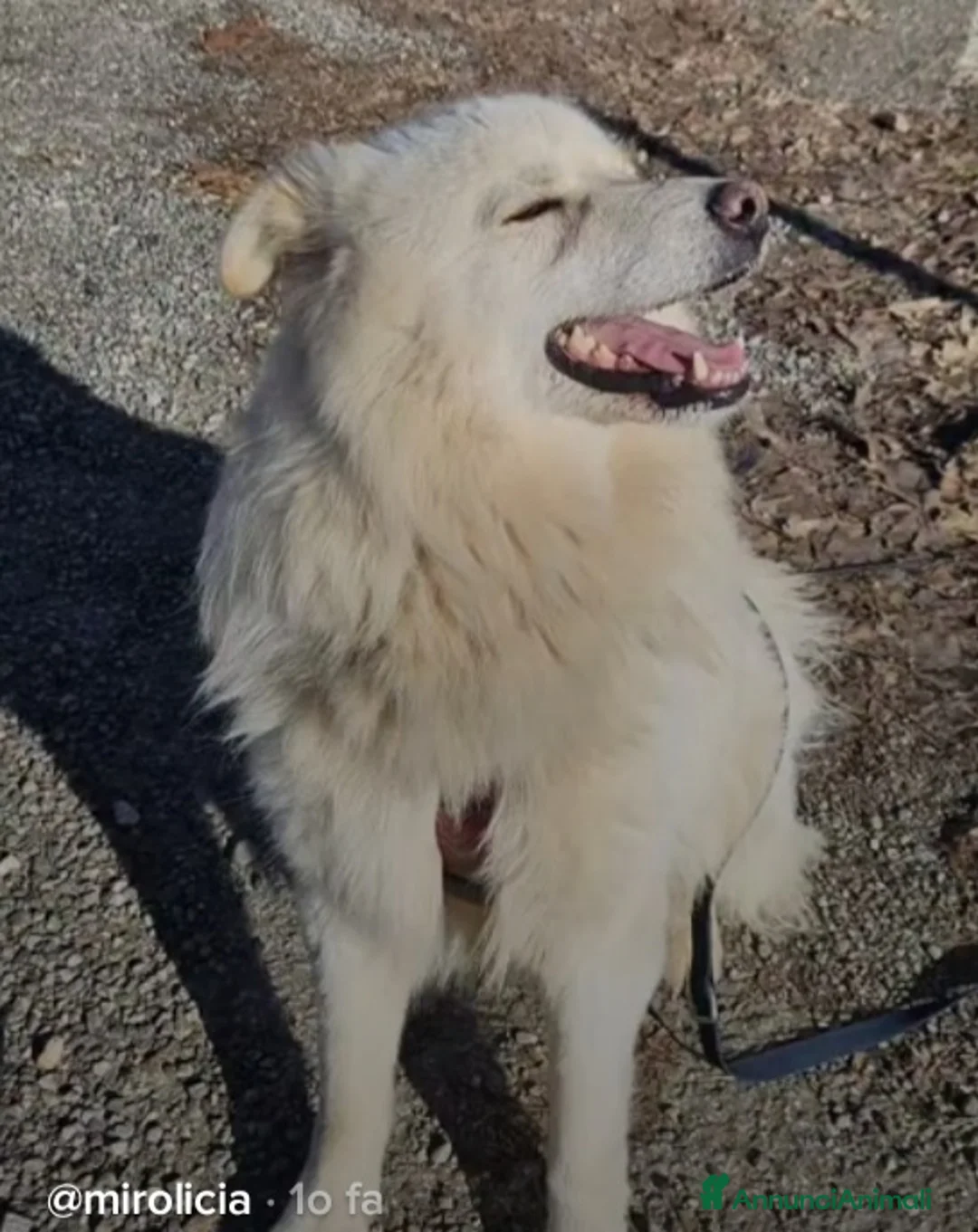 Meticcio cani in regalo: Bubu batuffolone splendido in box da 2anni!NOVARA a Città metropolitana di Milano - Annuncio 6