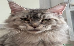 Maine Coon gatti in vendita: Maine Coon - Immagine 3