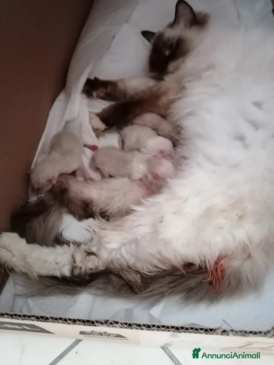 Ragdoll gatti in vendita: Cuccioli Ragdoll  - Annuncio 9