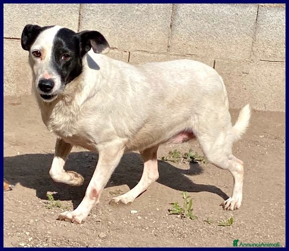 Meticcio cani MASCIA bella e particolare!Timidina tg mediopicc. - Annuncio 42