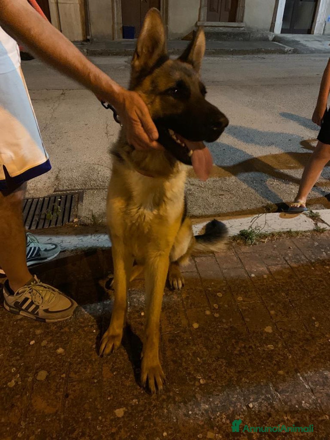 Altre razze cani in regalo: SCOOBY, magnifico pastore tedesco cerca adozione a Città metropolitana di Roma Capitale - Annuncio 2