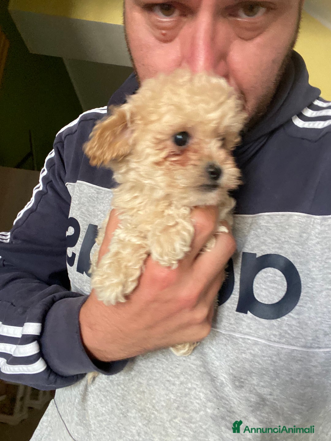 Maltese cani in vendita: Maltipoo a Provincia di Latina - Immagine 3
