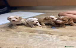 Barboncino cani in vendita: Barboncino, nuova cucciolata in casa a Città Metropolitana di Napoli - Immagine 2