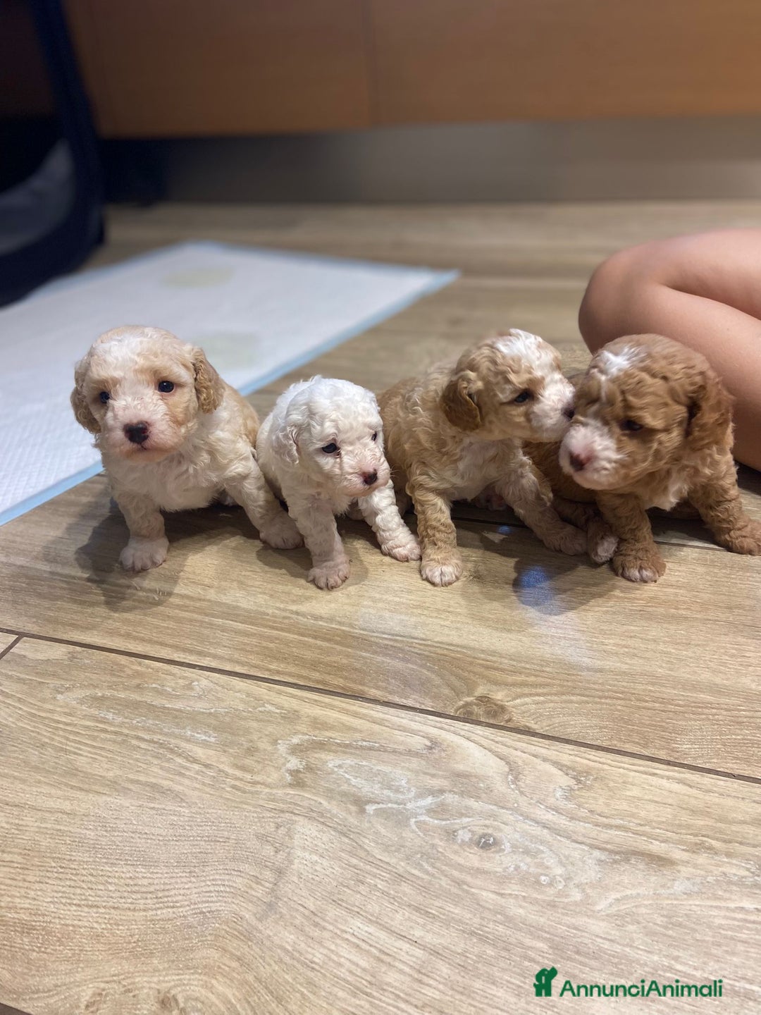 Barboncino cani in vendita: Barboncino, nuova cucciolata in casa a Città Metropolitana di Napoli - Immagine 2